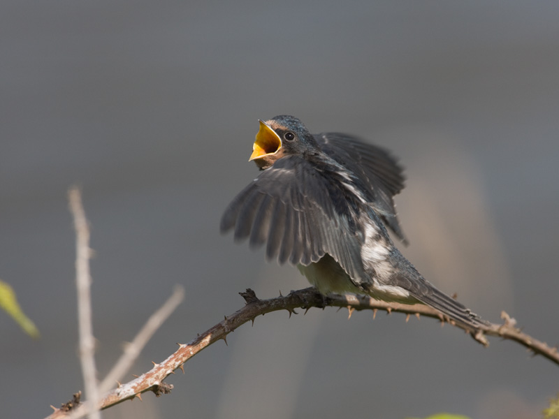 Hirundo rustica Boerenzwaluw Barn Swallow